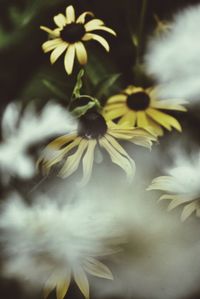 Close-up of yellow flower