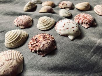 Close-up of shells on a table