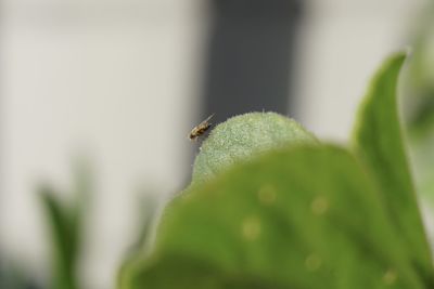 Close-up of insect on leaf