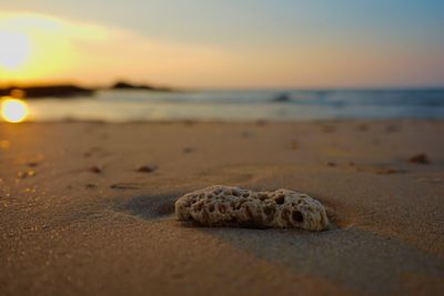 Close-up of shell on beach