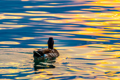 Swan swimming on lake