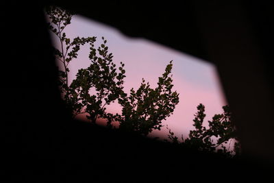 Low angle view of silhouette trees against sky at night