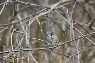 Close-up of a bird