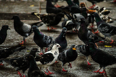 High angle view of pigeons