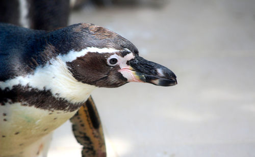 Close-up of a bird