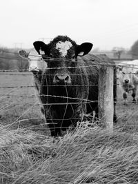 Portrait of cow in field