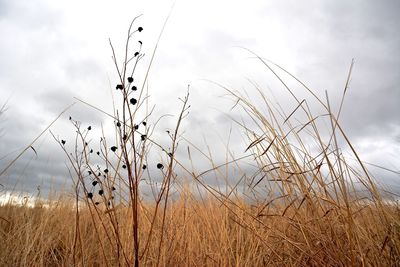 Scenic view of field against cloudy sky