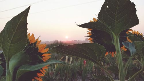 Close-up of plant growing on field against sky during sunset