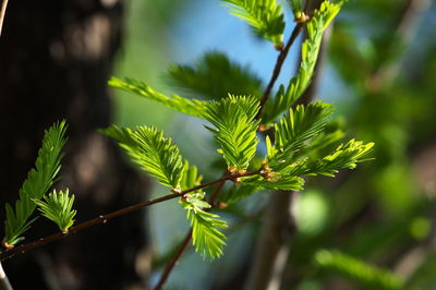 Close-up of pine tree branch