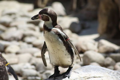 Close-up of bird perching on rock