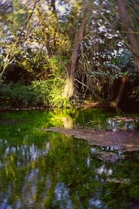 Scenic view of lake by trees in forest