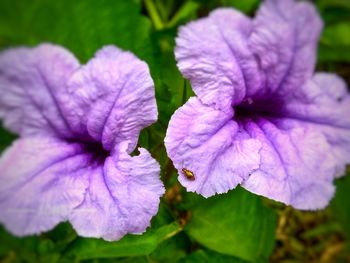 Close-up of purple iris blooming outdoors