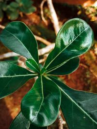 Close-up of green leaves on plant