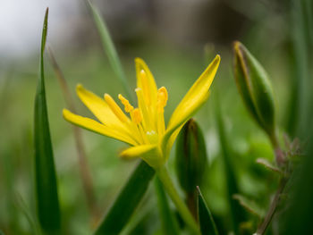 Close-up of yellow flower