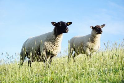 Sheep standing in a field