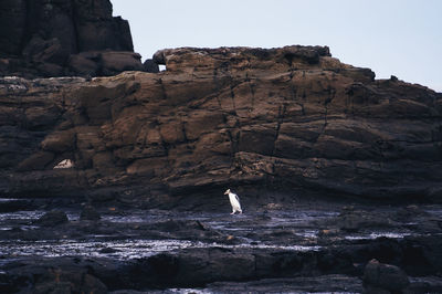 Penguin against rock formation