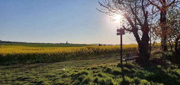 Scenic view of field against clear sky