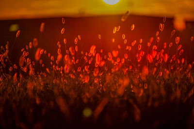 Defocused image of illuminated string lights