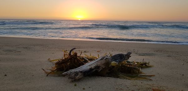 Driftwood on sand at beach against sky during sunset