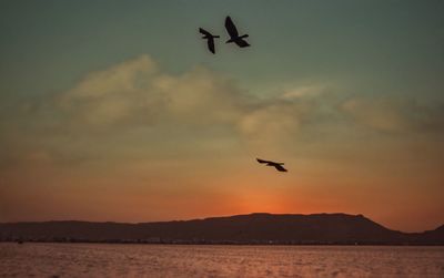 Silhouette bird flying over sea against sky during sunset