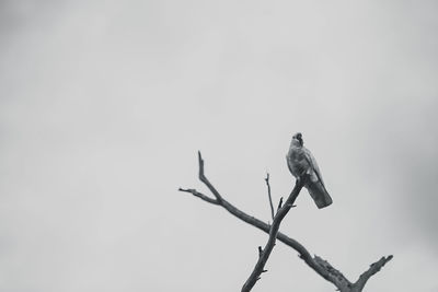 Low angle view of cockatoo perching on twig against sky