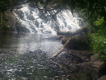 Scenic view of river in forest