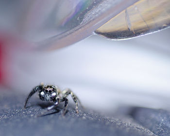 Close-up of jumping spider by feather