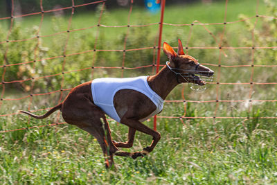 Close-up of dog on field