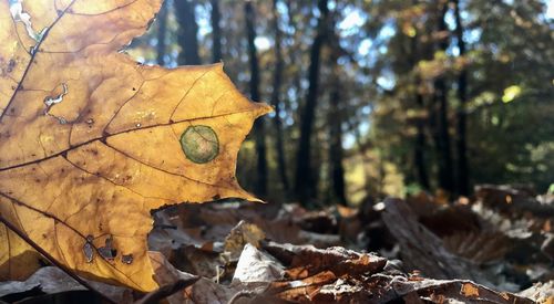 Close-up of dry maple leaf on land