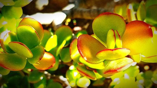 Close-up of fresh green plant