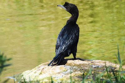 Black bird perching on rock by lake