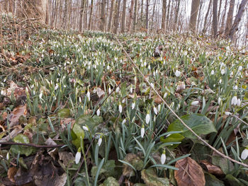 Close-up of plants growing in field