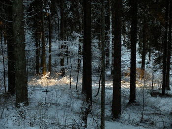 Bare trees on snow covered landscape