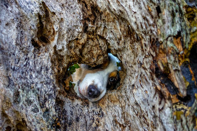 Close-up of dog peeking from tree trunk