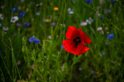 Close-up of red poppy flower on field