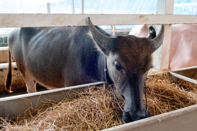 Buffalo in a pen