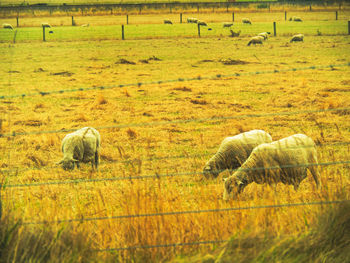 Sheep grazing on field