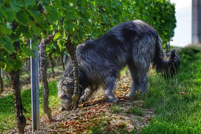 Dog on field