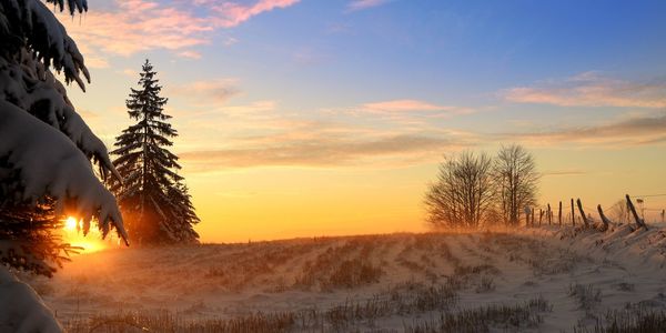 Trees on field against sky during sunset