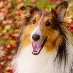 Close-up portrait of rough collie