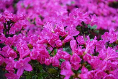 Full frame shot of purple flowers