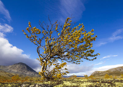 Low angle view of tree against sky