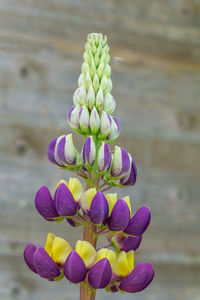 Close-up of purple flowering plant