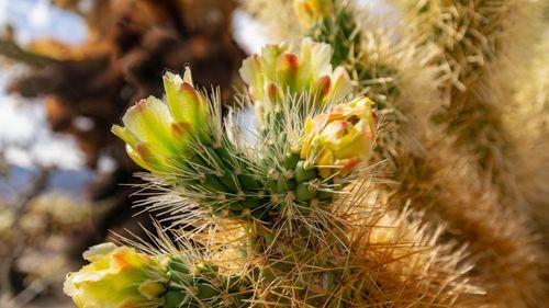 Close-up of yellow cactus plant