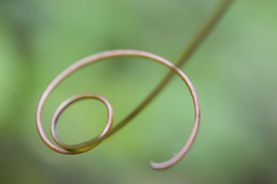 Close-up of tendril