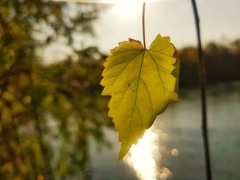 Close-up of yellow maple leaves against blurred background