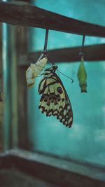 Close-up of butterfly on window