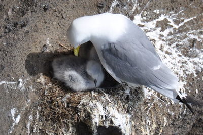 High angle view of birds in nest