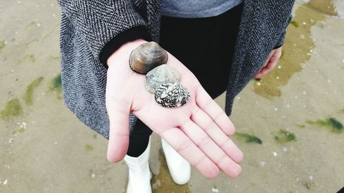 High angle view of woman with seashells at beach