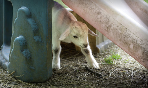 Adorable baby kid at hidden hills farm, chattanooga tennessee